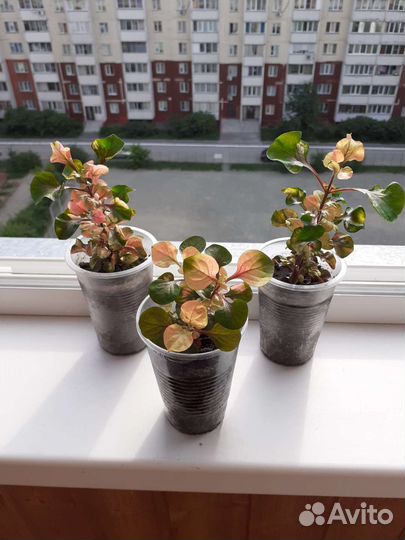 Альтернатера