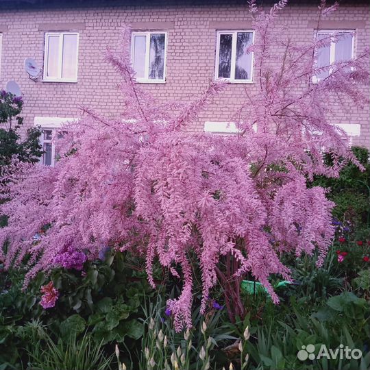 Обрезка плодовых деревьев