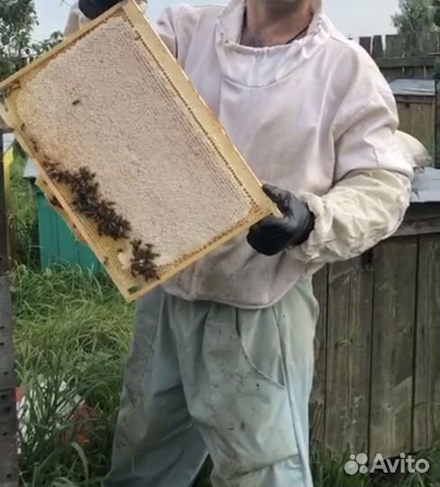 Матки F1 2024 карника