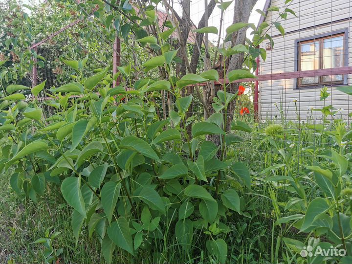 Саженцы сирени махровой