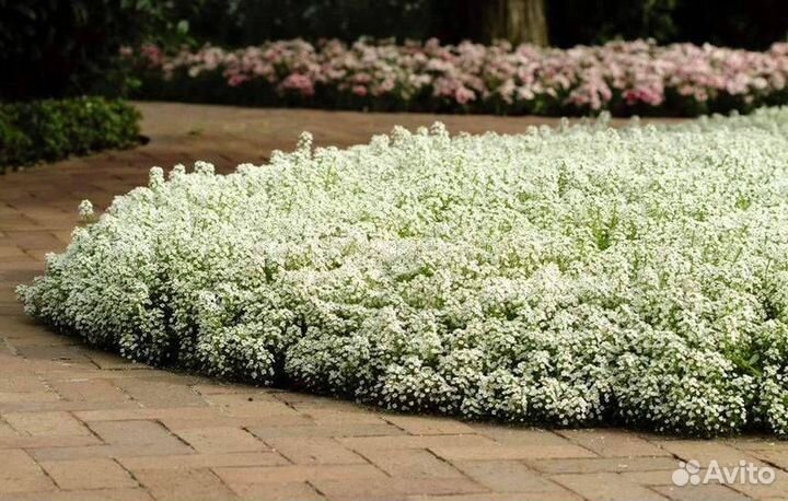 10 многолетних цветов для горки