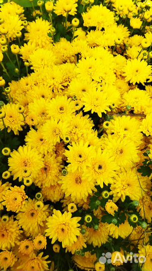 Хризантемы