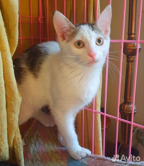 Гадкий утёнок Гришка поверил в сказку