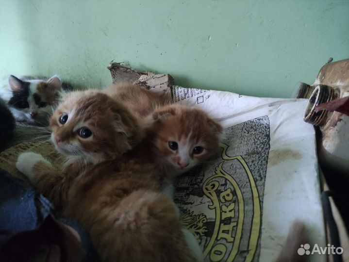 Котята в дар бесплатно