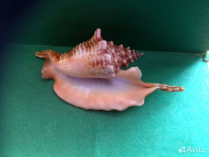 Морская раковина Strombus gallus 131 mm