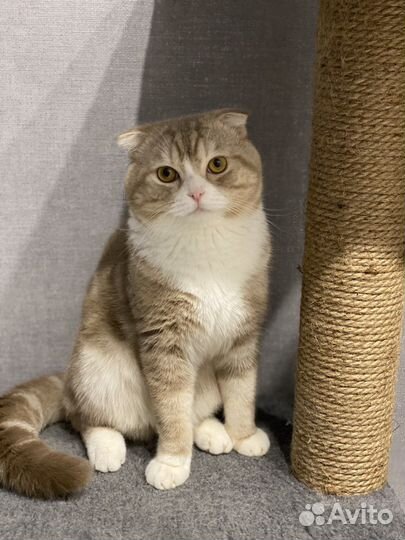 Шотландский кот вязка