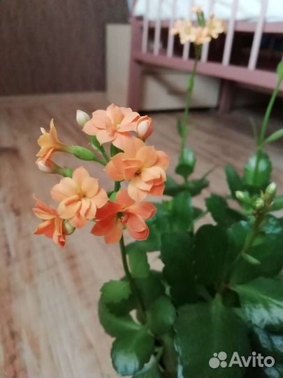 Каланхоэ цветущий