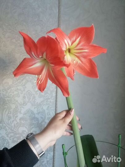 Гипераструм