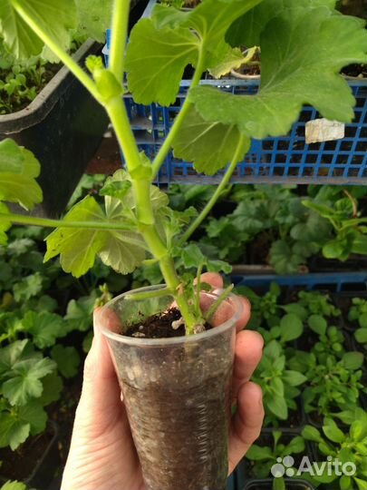 Пеларгония зональная