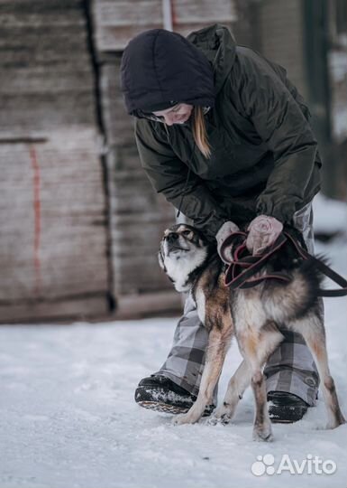 Арчи грустит в приюте