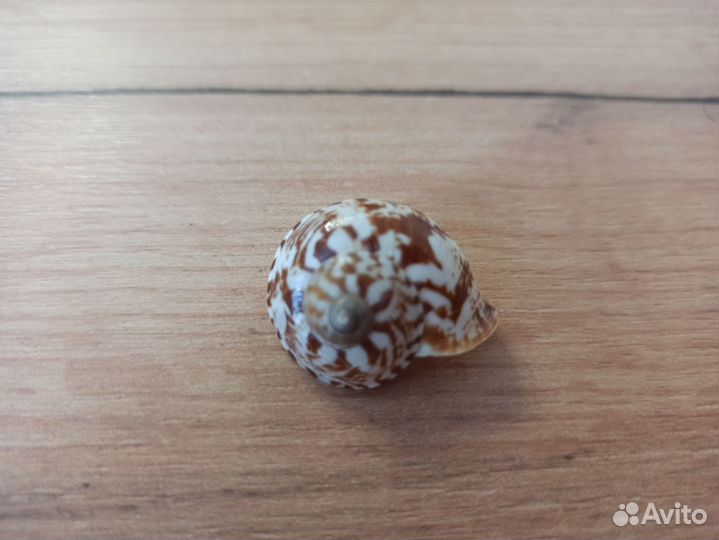 Морская раковина