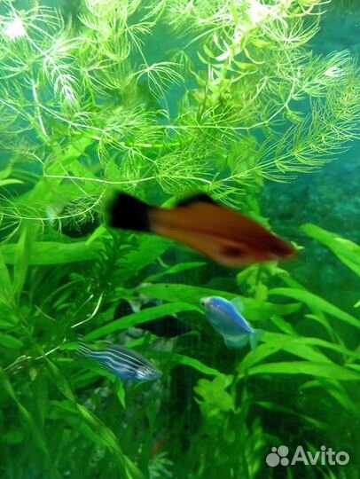 Растения для аквариума
