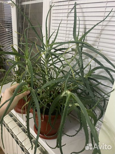 Алоэ лечебный