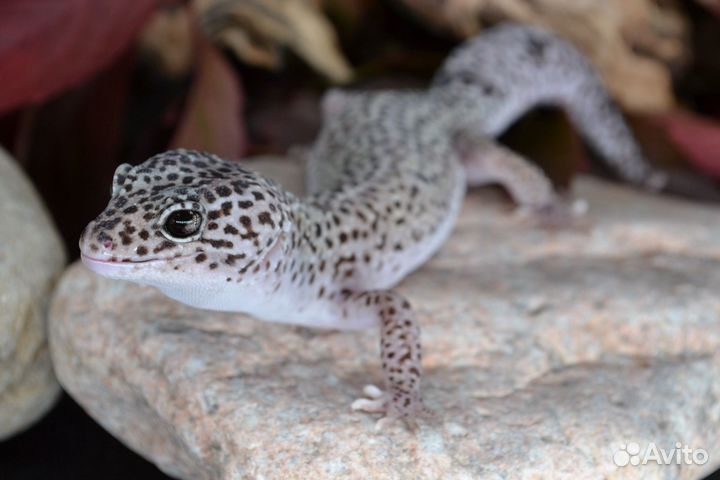 Эублефар Black night