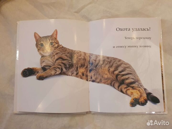 Книга фотоальбом Самые очаровательные кошки