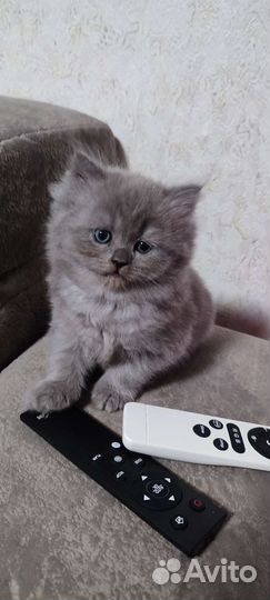 Котята продаются