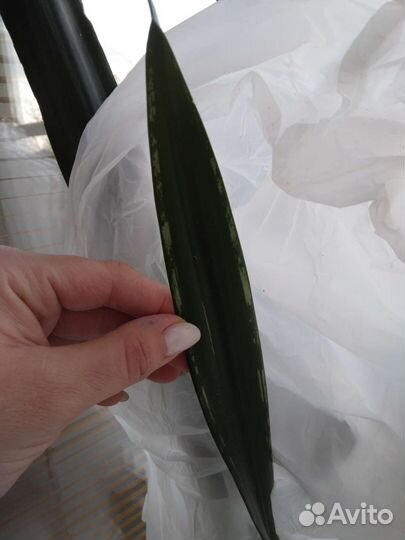 Сансевиерии сортовые (коллекционные)