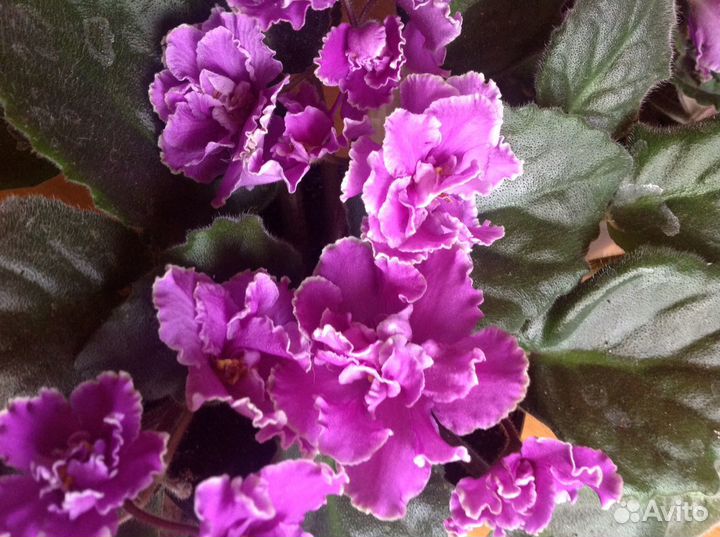 Фиалка взрослая сортовая