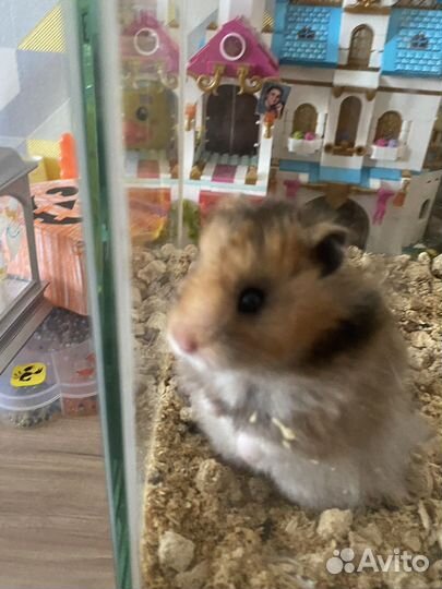 Сирийский хомяк