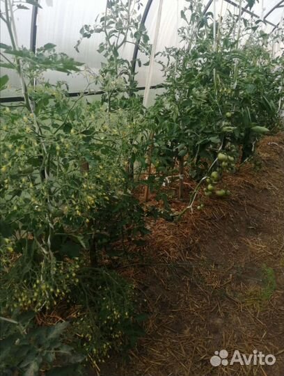 Рассада помидор