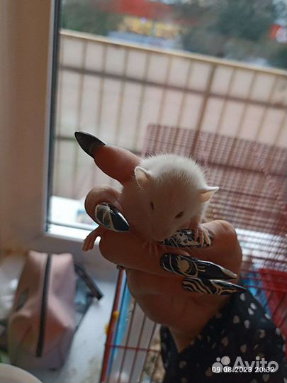 Крысы декоративные альбиносы