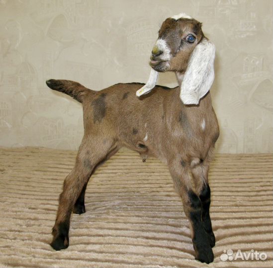 Англо – Нубийские Козочки, 100 чистопородные