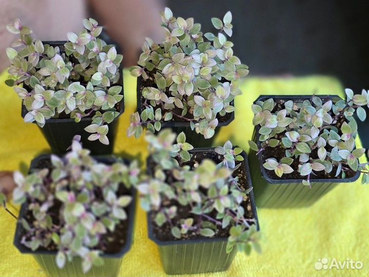 Кализия розовая пантера