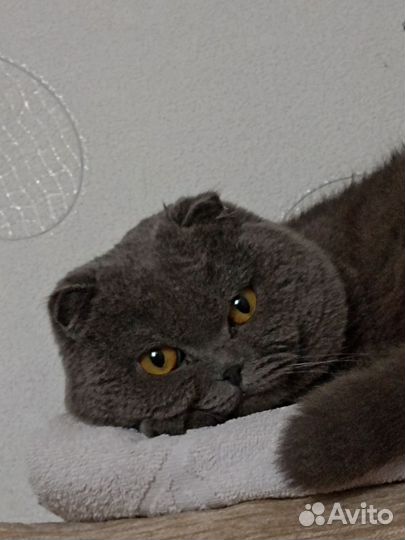 Передержка домашних животных/экзотических животных