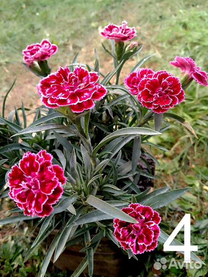 Гвоздика вегетативная