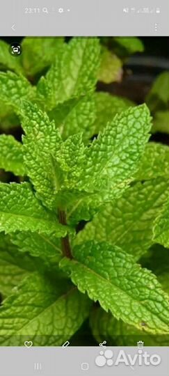 Мята, мелиса, душица, тархун, чабрец