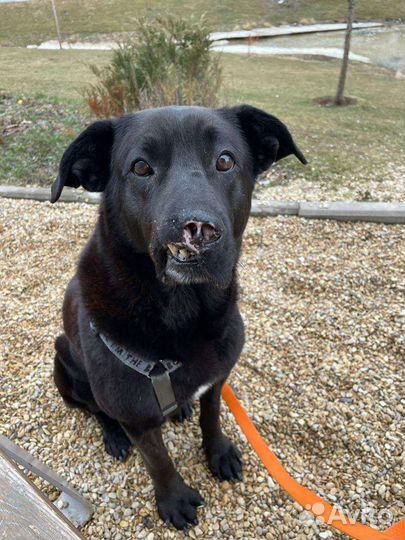 Лабродор (метис)