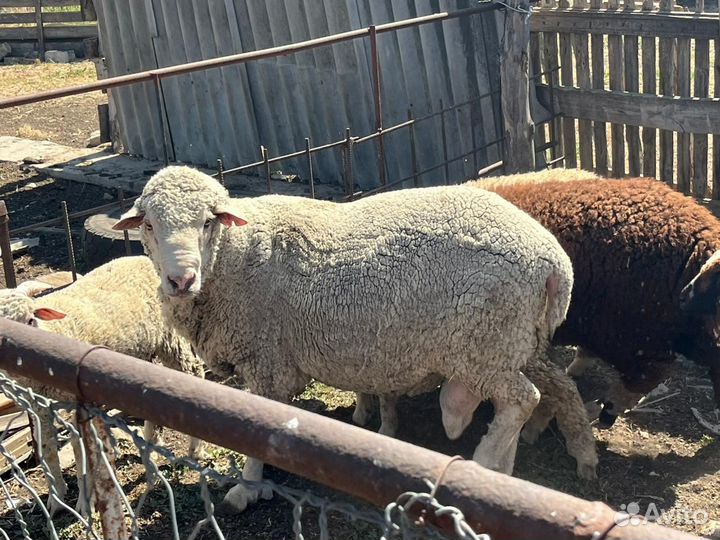 Племенной баран