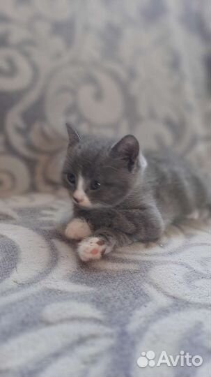 Подарю котят
