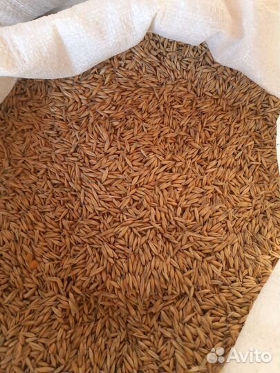 Горох,Пшеница,кукуруза,овёс, ячмень