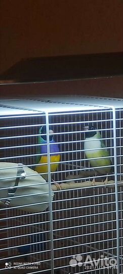 Амадины гульда