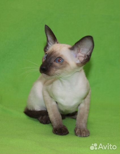 Ориентальные котята