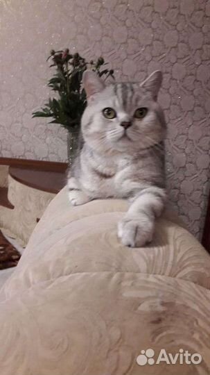 Шотландский кот вязка