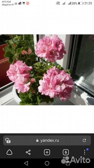 Герани черенки