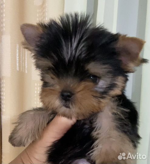 Детки ждут своих родителей