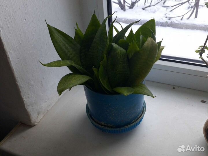 Сансевиерия сортовая