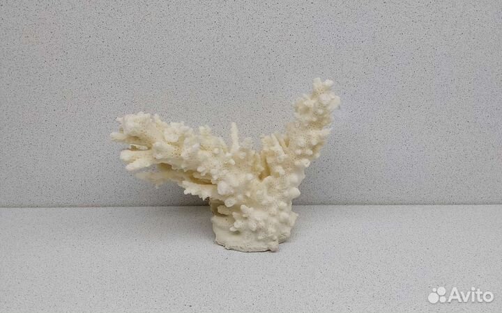 Коралл 11,1*15,7 морской сувенир подарок