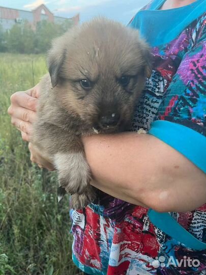 Собаки бесплатно в добрые руки щенки