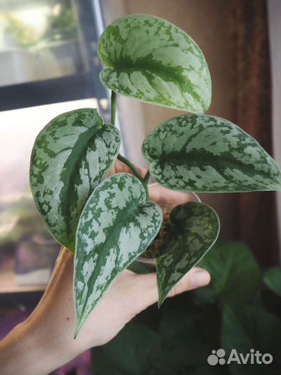 Сциндапсус Пиктус Треби (Scindapsus Pictus Trebie)