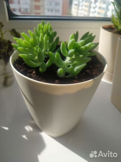 Комнатные цветы.Суккуленты.Очиток Морган