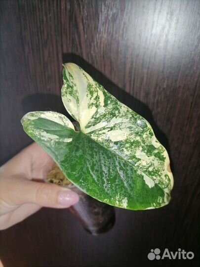 Сингониум imperial Еллоу