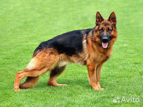 Кинолог, воспитание собак