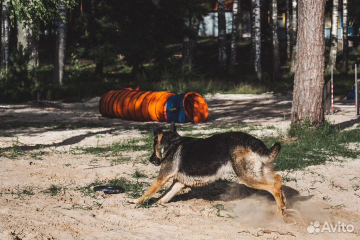 Передержка собак любых размеров и пород
