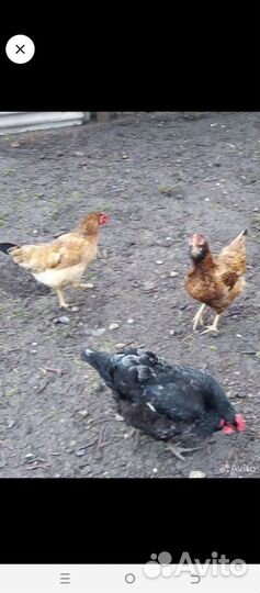 Инкубационное яйцо кур несушек