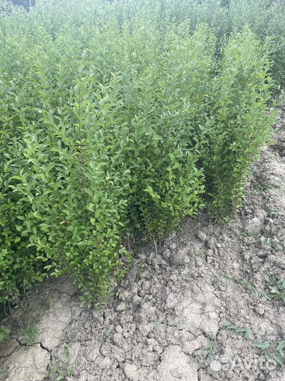 Лигуструм(Бирючина)