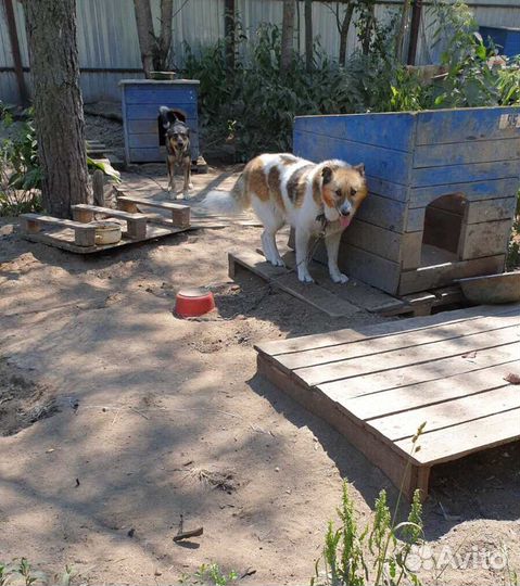 Красавица приюта